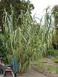 giant cane